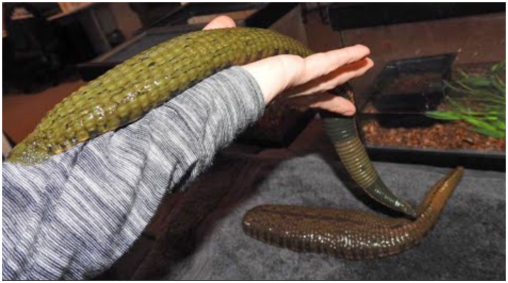 Facts and Myths about Sucking Leeches